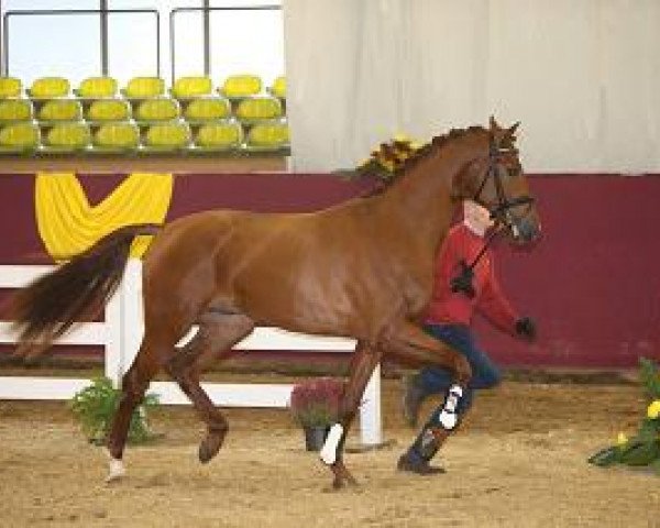 dressage horse Vincent (Hanoverian, 2012, from Vivaldi)