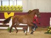 dressage horse Vincent (Hanoverian, 2012, from Vivaldi)