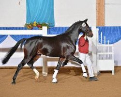 stallion Tausendschön (Oldenburg, 2012, from Totilas)