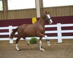 dressage horse Hengst von Totilas (Württemberger, 2012, from Totilas)