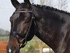 dressage horse Samos 54 (Zweibrücken, 2012, from Stockholm)