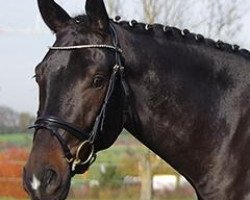 dressage horse Samos 54 (Zweibrücken, 2012, from Stockholm)