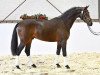 dressage horse Rocksanador (Westphalian, 2012, from Rock Forever NRW)