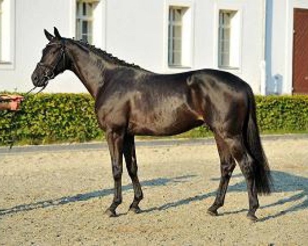 stallion Quato (German Sport Horse, 2012, from Quadroneur)