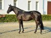 stallion DSP Quato (Brandenburg, 2012, from Quadroneur)