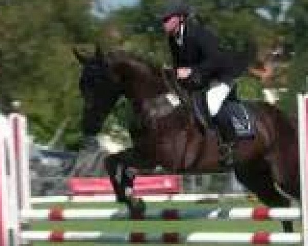 stallion Celentano (Dutch Warmblood, 2002, from Celano)