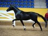 stallion Marrakesh (German Sport Horse, 2012, from E.H. Millennium)