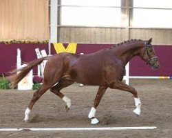 dressage horse Löwenherz 124 (Württemberger, 2012, from Lingh)