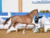 dressage horse Jackpot 33 (Oldenburg, 2012, from Glock's Johnson Tn)