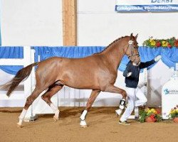 dressage horse Jackpot 33 (Oldenburg, 2012, from Glock's Johnson Tn)