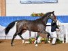 dressage horse Jack Lemon (German Sport Horse, 2012, from Jazz Time)