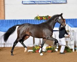 dressage horse Jack Lemon (German Sport Horse, 2012, from Jazz Time)