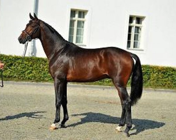 Dressurpferd Friedrich 34 (Deutsches Sportpferd, 2012, von Franziskus FRH)