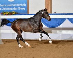 stallion Frédéric (Bavarian, 2012, from Fidertanz)