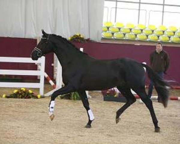 stallion Don Diamond 8 (Hanoverian, 2012, from Don Index)
