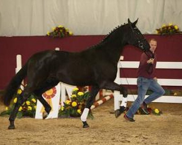 stallion Debussy 22 (Württemberger, 2012, from Don Frederico)