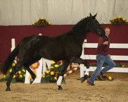 dressage horse Debussy 22 (Württemberger, 2012, from Don Frederico)