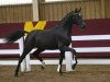 dressage horse Dumbledore S (Holsteiner, 2012, from Decurio 3)