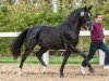 dressage horse Davinci 30 (German Sport Horse, 2012, from Decurio 3)