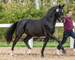 dressage horse Davinci 30 (German Sport Horse, 2012, from Decurio 3)