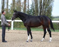 stallion Demirel 3 (German Sport Horse, 2012, from Decurio 3)