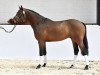 dressage horse Conano (Hanoverian, 2012, from Conen)