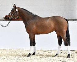 dressage horse Conano (Hanoverian, 2012, from Conen)