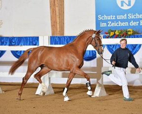 dressage horse Hengst von Cennin (Bavarian, 2012, from Cennin)