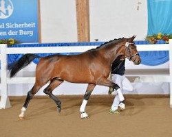 stallion Boateng Gt (Bavarian, 2012, from Breitling W)