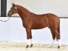 dressage horse Blizzard 78 (Westphalian, 2012, from Banderas)