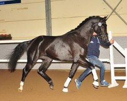 stallion Arango (Rhinelander, 2012, from Apache)