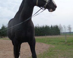 dressage horse Ramiresz 2 (Mecklenburg, 2005, from Redwine)