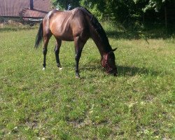 broodmare Lascalla (Westphalian, 2007, from Laudabilis)