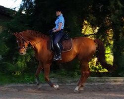 dressage horse Rubino (Oldenburg, 2005, from Revan)