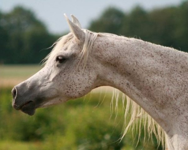 broodmare RA Nalia EAO (Arabian thoroughbred, 1997, from Ruminaja Ali 1976 ox)