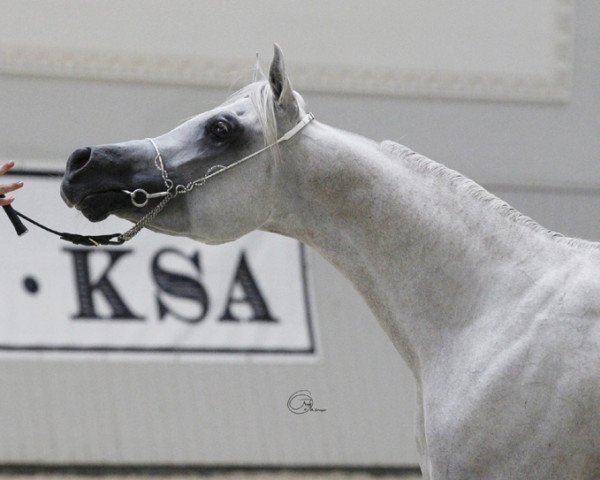 stallion Nabeel al Khaled EAO (Arabian thoroughbred,  , from F Shamaal EAO)