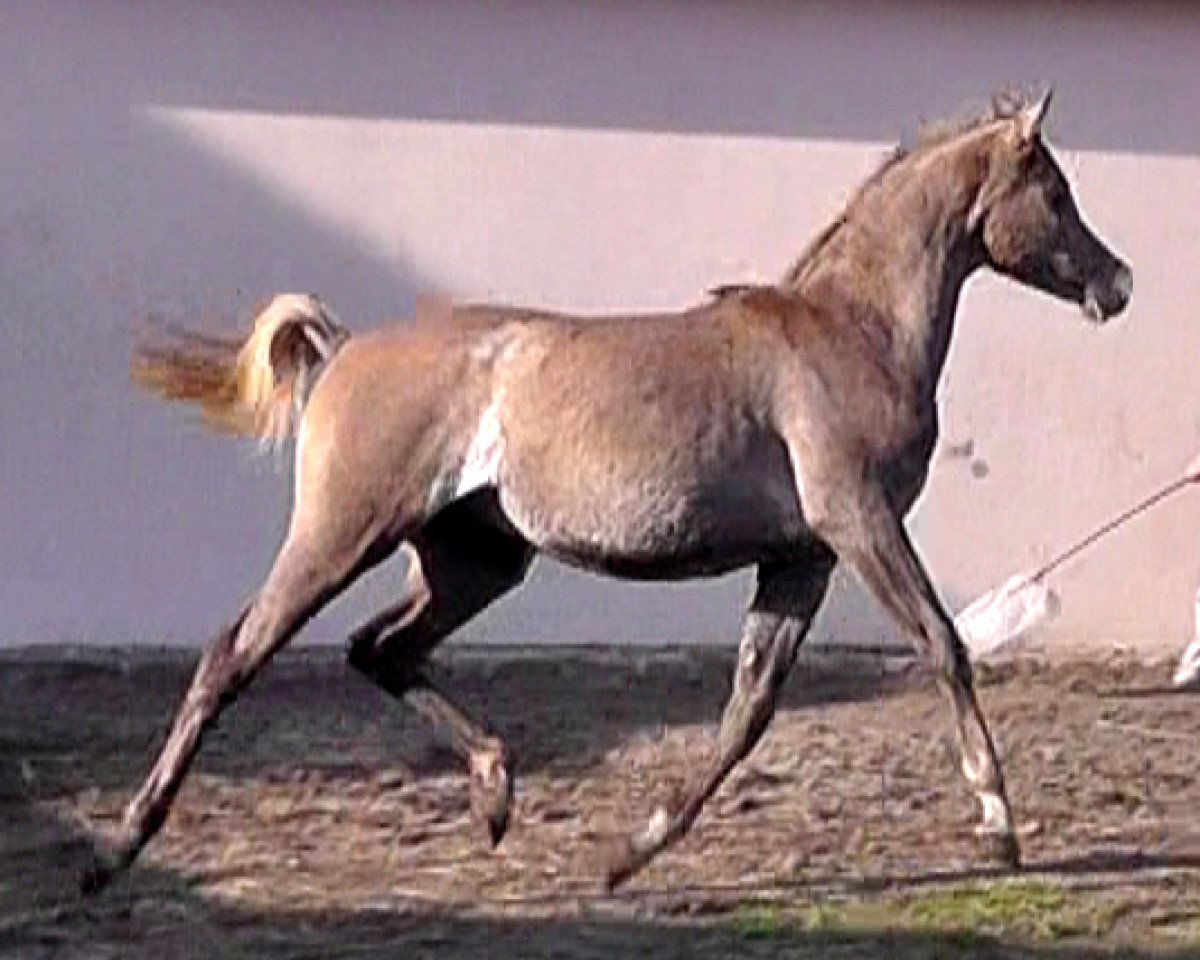 Deckhengst Classic Touch Naji EAO (unbekannt, 2013, von Nabeel al Khaled EAO)