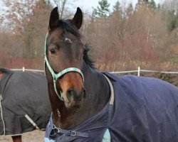 dressage horse Bonnie S (Hanoverian, 2009)