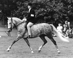 broodmare Julia (New Forest Pony,  , from Broadlands Blenheim Orange)