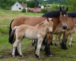 broodmare Malve (Rhenish-German Cold-Blood, 2005, from Enno)