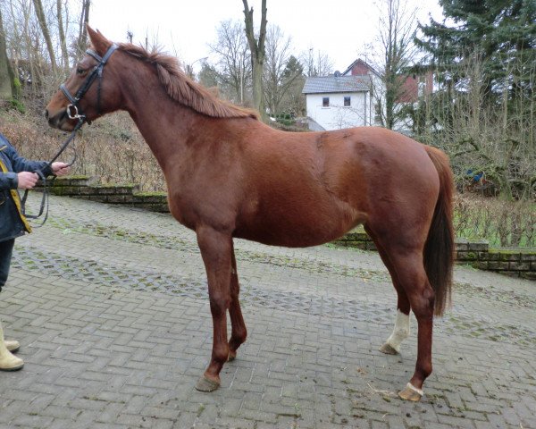 broodmare Nikoletta (German Sport Horse, 2011, from Nikidam du Chateau)