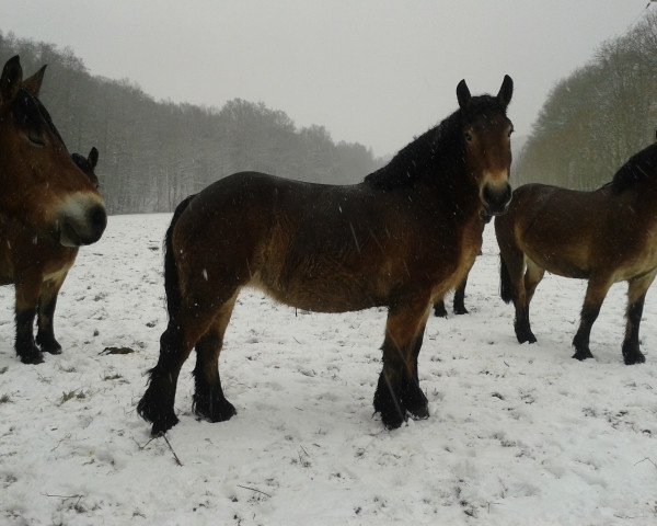 Zuchtstute Manja (Rheinisch-Deutsches Kaltblut, 2009, von Enno)