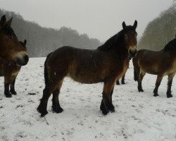 Zuchtstute Manja (Rheinisch-Deutsches Kaltblut, 2009, von Enno)