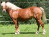 broodmare Ditta-Nicki (Haflinger, 2001, from Wachtmeister)