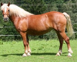 broodmare Ditta-Nicki (Haflinger, 2001, from Wachtmeister)