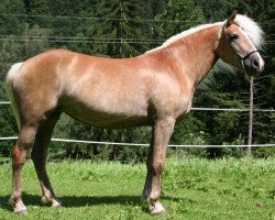 broodmare Denisha (Haflinger, 2006, from Almquell)