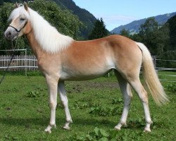 Pferd Akisha (Haflinger, 2011, von Nouvelle)