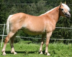 Zuchtstute Adonisröschen (Haflinger, 2006, von Almquell)