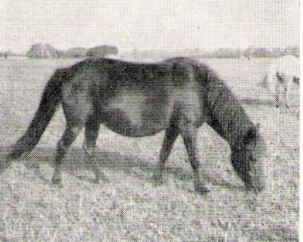 broodmare Lill-Gull 445 (Gotland Pony, 1951, from Klipp RR 93)