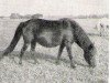 Zuchtstute Lill-Gull 445 (Gotland-Pony, 1951, von Klipp RR 93)